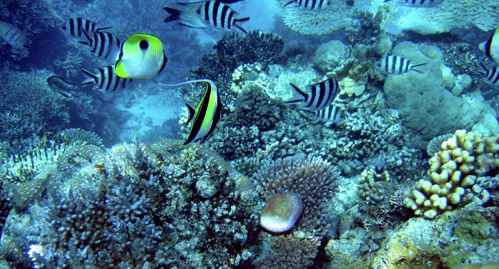 Report for Unesco on the Great Barrier Reef that Australia didn`t want world to see